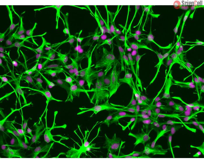 1800 KIT Human Astrocytes Comprehensive Kit Clinisciences