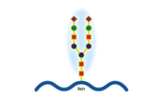 Glykoprotein (CR3022)