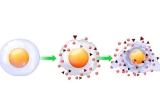 Oxidativer und zellulärer Stress