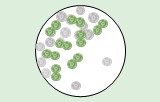 Proliferation assays