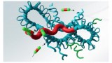 Albumin peptides