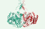 Catalase activity assay