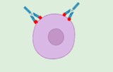 Flow cytometry isotype controls