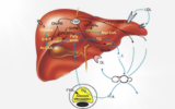 Metabolism