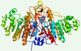 Alkaline phosphatase activity assay