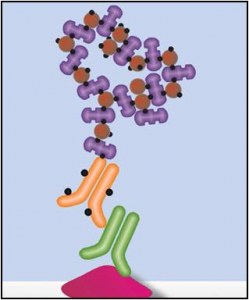 avidin biotin biotine clinisciences protocole complexes