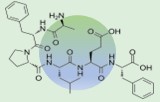 Adrenocorticotropic Hormone 