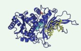 Glucose-6-phosphate dehydrogenase activity assay