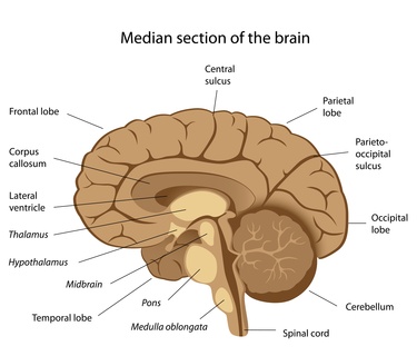 Human nervous system - Brain Lobes, Cortex, Neurons