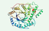 Beta-amylase activity assay