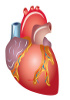 Sistema cardiaco