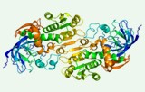 Dehydrogenase activity assay