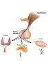 Sistema endocrino