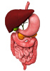 Sistema gastrointestinale