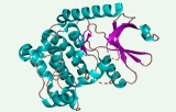 Kinase activity assay