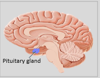 Pituitary gland