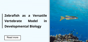 Liberare il potenziale di Zebrafish: Strumenti di ricerca essenziali