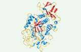 Amylase activity assay