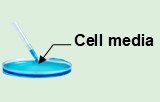 Cell media exosome