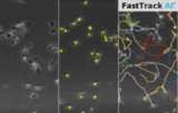 Chemotaxis FastTrack AI beeldanalyse