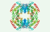 Lactate dehydrogenase activity assay