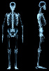 Skeletsysteem