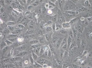 Een revolutie in celgebaseerde analyses met gecryopreserveerde kant-en-klare platen!