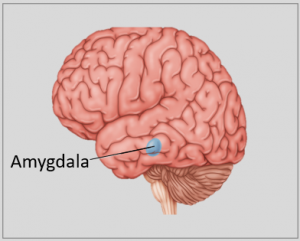 Amygdala