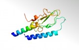 Blocking peptides