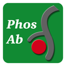 Myosin Light Chain (Ser-1), phospho-specific Antibody