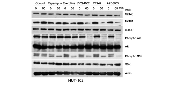 HY-10422-10mg | AZD-8055 [1009298-09-2] Clinisciences