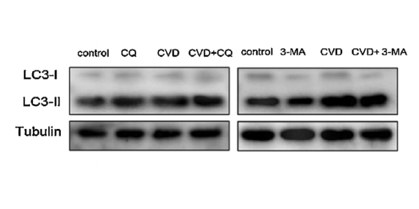 Récepteurs Toll-Like (TLR) Clinisciences