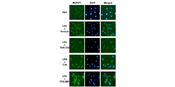 Récepteurs Toll-Like (TLR) Clinisciences