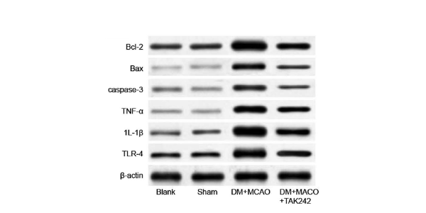 Récepteurs Toll-Like (TLR) Clinisciences