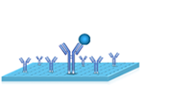 elisa assay procedure 2