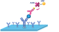 elisa assay procedure 4