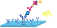 elisa assay procedure 6