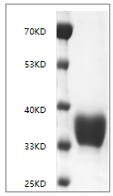 Fig. SDS-PAGE analysis of Human CD274/PD-L1 protein, His tag.