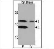 WB - LC3 Antibody (APG8A) (N-term) AP1801A