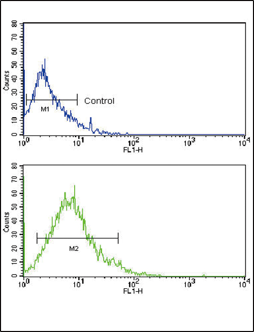 FC - GLUT2 (SLC2A2) Antibody (N-term) AP1489a