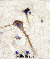 IHC-P - INA (alpha internexin) Antibody (Center) AP6284c