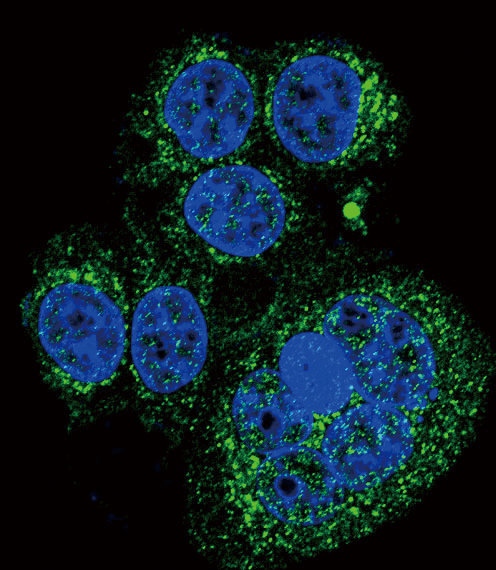 IF - HtrA1 Antibody (N-term) AP1331A