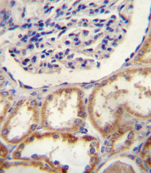 IHC-P - HtrA1 Antibody (N-term) AP1331A