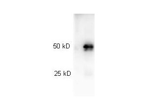 WB - Anti-Rabbit IgG (H&L)  (Peroxidase Conjugated) Pre-Adsorbed Secondary Antibody ASR1017