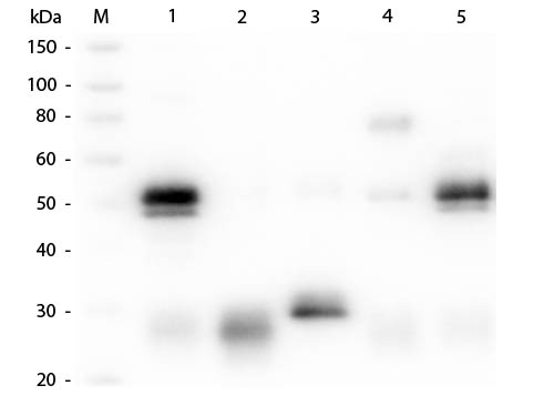 WB - Anti-Rabbit IgG (H&L)  (Peroxidase Conjugated) Pre-Adsorbed Secondary Antibody ASR1017