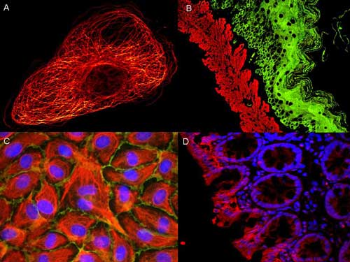 IF - Anti-Mouse IgG (H&L)  (ATTO 550 Conjugated) Pre-Adsorbed Secondary Antibody ASR1154