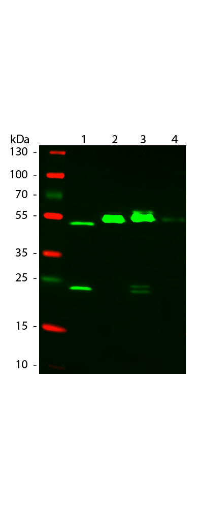 WB - Anti-Mouse IgG (gamma 1, 2a, 2b and 3 chain)  (ATTO 550 Conjugated) Secondary Antibody ASR1161