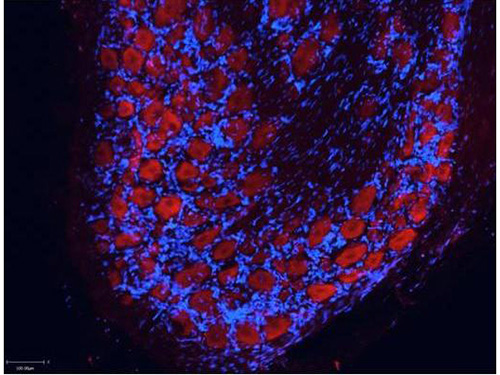 IF - Anti-Mouse IgG (gamma 1, 2a, 2b and 3 chain)  (ATTO 550 Conjugated) Secondary Antibody ASR1161