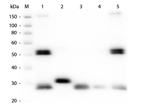 WB - Anti-Rat IgG (H&L)  (ATTO 647N Conjugated) Pre-Adsorbed Secondary Antibody ASR1177