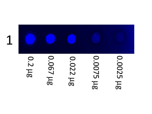 DB - Mouse IgG3 isotype control Fluorescein ASR1112